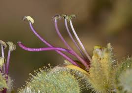 Image result for Cleome densifolia