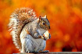 I have both squirrels and rabbits in my yard. How To Keep Squirrels Out Of Your Car How To Prevent Rodent Damage