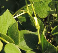 Image result for Rhynchosia viscosa