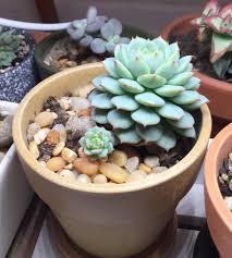 However, plants still require frequent watering during periods of active growth. My Painted Lady Had An Adorable Teeny Baby Succulents