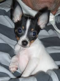 Baby Beavis Rat Terrier Dogs Terrier Puppies Rat Terrier Puppies