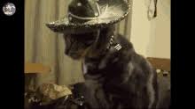 Cat mom does not approve of stealing >:3. Cat Hat Gifs Tenor