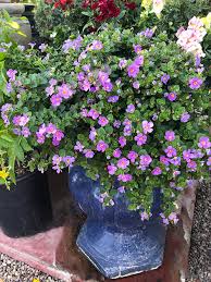 Image result for foto bacopa