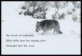 Lone Wolf Wallpapers Wallpaper Cave Download the perfect lone wolf pictures. lone wolf wallpapers wallpaper cave