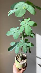 Image result for Adenia glauca