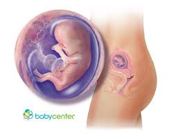 12 Weeks Pregnant Babycenter 13 Weeks Pregnant 14 Weeks Pregnant 17 Weeks Pregnant