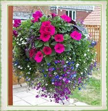 You can attach a chain to the sides of the colander, add soil, and plant your flowers in it. Outdoor Hanging Basket Ocean Breeze Flowers And Gifts