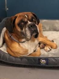 We found lots of wounds on her that were opened and draining, urban said. Dog For Adoption Bronson A Boxer In Hewitt Tx Petfinder