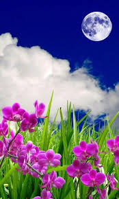 Wallpaper Wallpaper Nature Flowers Flower Wallpaper Flowers
