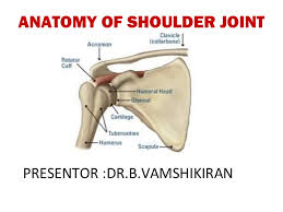 There are five major shoulder ligaments that keep the shoulder in place and prevent it from dislocating. Anatomy Of Shoulder Joint Vamshi Kiran
