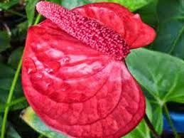 Dreamstime is the world`s largest stock photography community. Natural Flowers In Sri Lanka Sl Flora