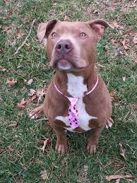 Check spelling or type a new query. Dogs Available For Adoption At Stoney Creek Pet Lodge Rehab Center