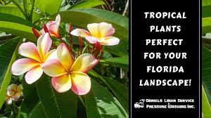 Still, if your area has gone a couple weeks without rainfall, it's ideal to water your plant. Tropical Plants Perfect For Your Florida Landscape