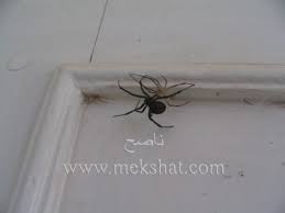 وجدت عنكبوت الأرملة السوداء السامة صور