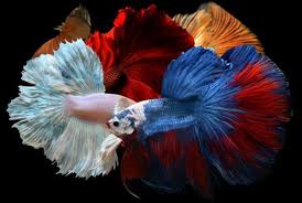 Cuidados Del Pez Betta Guia Completa Cuidados Del Pez Betta Pez Betta Pez Betta Macho