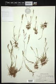 Image result for Eragrostis unioloides