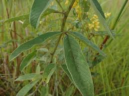 Image result for Eriosema psoraleoides
