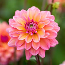 Pin On Gardens