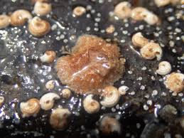 Image result for verrucae filiformes