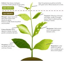 Preventing Disease In Tomato Seedlings Nutritional