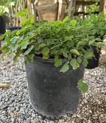 Image result for Blyxa hexandra