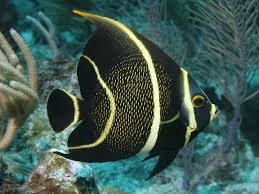 Image result for angelfish
