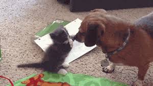 Dog Sits On Cat Gifs Tenor Cute puppies, joyful dogs smile as wide as they can. dog sits on cat gifs tenor