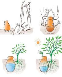 Water your plants for a month with... - Plants and gardening | Facebook