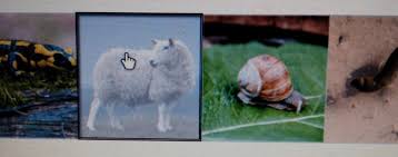 Select All The Correct Images, Which Organisms Undergo Carnegie Stages?