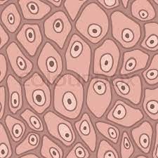 A squamous epithelial cell looks flat under a microscope. Seamless Pattern Of The Skin Under The Stock Vector Colourbox