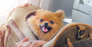 For brachycephalic (or snub/short noised) breeds, vast international pets offers ground transportation serving destinations in canada. Take The Stress Out Of Flying With Pets Blacklane Blog
