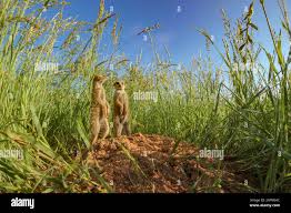 Image result for Schmidtia kalahariensis