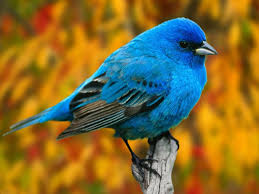 Hd wallpaper iphone wallpaper cute wallpaper cool wallpaper find your perfect wallpaper and download the image or photo for free. Blue Bird Wallpapers Top Free Blue Bird Backgrounds Wallpaperaccess