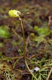 Image result for Utricularia appendiculata