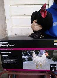 Frog The Rooster Our Shimmer Hen Arrived Thank You Margaret M Best Thing Ever To Get On A Rainy Day Facebook