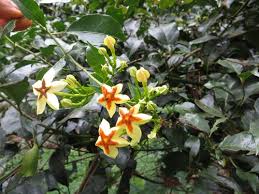 Image result for Craterispermum schweinfurthii