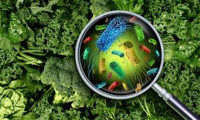 By 2020, 21 species had been identified. At The Centre Of A Listeria Outbreak Here S What You Need To Know