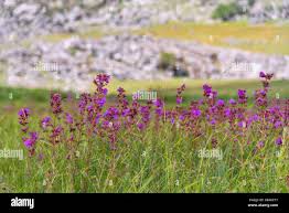 Image result for Dissotis pulchra