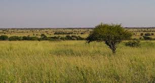 Image result for Urochloa nigropedata