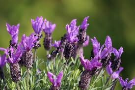 Unzählige blaue blüten für ihren garten! Mediterrane Pflanzen Die 10 Wichtigsten Stauden Geholze Tipps