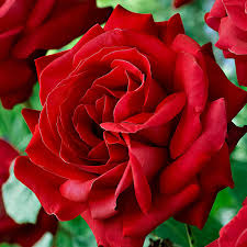 1500 x 1500 jpeg 123 кб. Shop Online For Potted Red Rose Plants In Ireland Best Prices