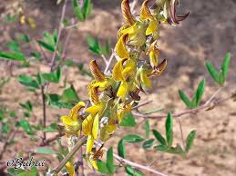 Image result for Crotalaria micans