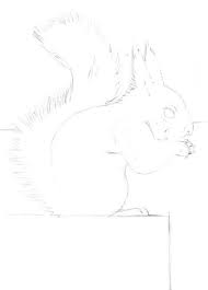 Squirrel body drawing side view. How To Draw A Squirrel With Pen And Ink