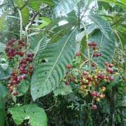 Image result for Psychotria cinerea