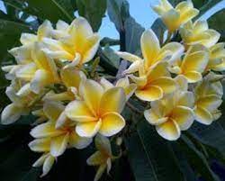 Manfaat bunga kamboja nampaknya belum banyak dikenal oleh sebagian masyarakat yang lebih memanfaatkan tanaman yang mempunyai nama latin plumeria rubra l.cv. 19 Manfaat Kamboja Kuning Untuk Kesehatan Dan Kecantikan Manfaat Co Id