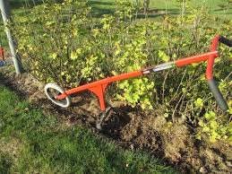 Sarclage Et Binage Des Petits Fruits Du Jardin Et Du Verger Desherbage Jardin Potager Verger