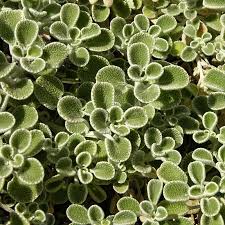 Image result for Lythrum rotundifolium