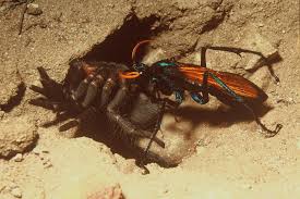 As a kid i was taught to give these flying ghostly creatures a wide berth. Tarantula Wasp Random Images SluchaÑ˜ne Slike