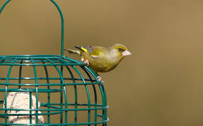 Follow along using the rspb recipe on making a bird feeder ready for the big bird wstch 2018. Why Are My Bird Feeders Still Full Mature Times