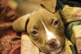 What you need to potty train your puppy in 1 weekend. How To Potty Train A Pitbull Puppy In 9 Easy Steps
